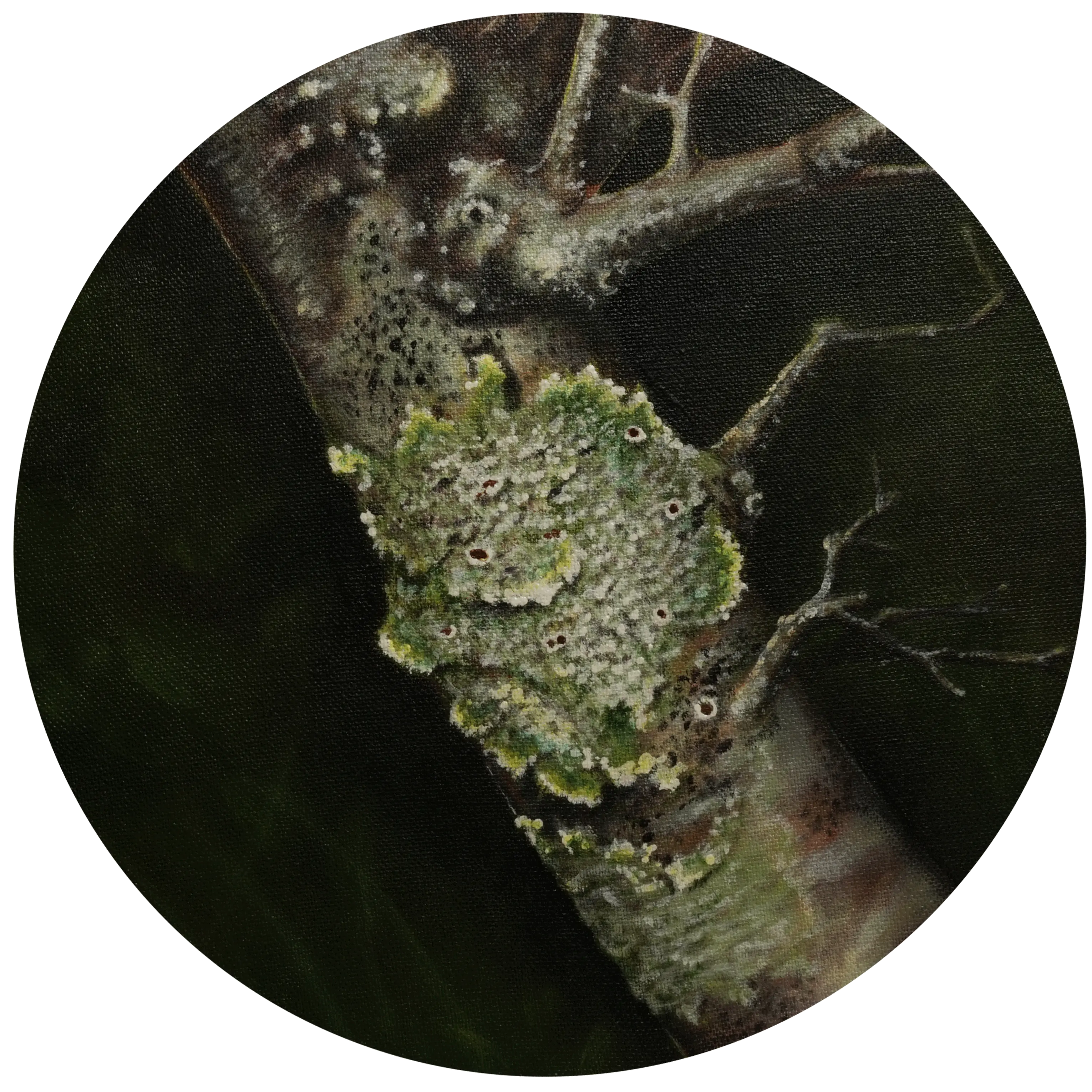 Lichen